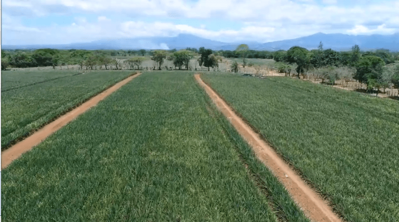 Imagen de cámara de dron de un cultivo de piña en Costa Rica